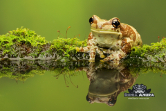 Trachycephalus resinifictrix (Milk tree frog) - Trachycephalus resinifictrix (Milk tree frog) -2