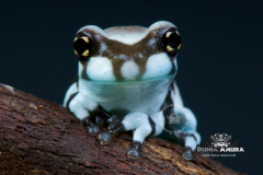 Trachycephalus resinifictrix (Milk tree frog) - Trachycephalus resinifictrix (Milk tree frog) -3