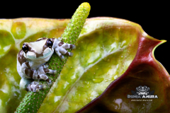 Trachycephalus resinifictrix (Milk tree frog) - Trachycephalus resinifictrix (Milk tree frog) -4