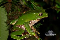 Gallery web - waxy tree frog (2)