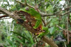 Gallery web - waxy tree frog (4)