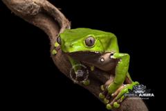Gallery web - waxy tree frog (5)