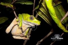 Gallery web - waxy tree frog