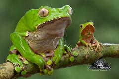 Gallery web - waxy tree frog