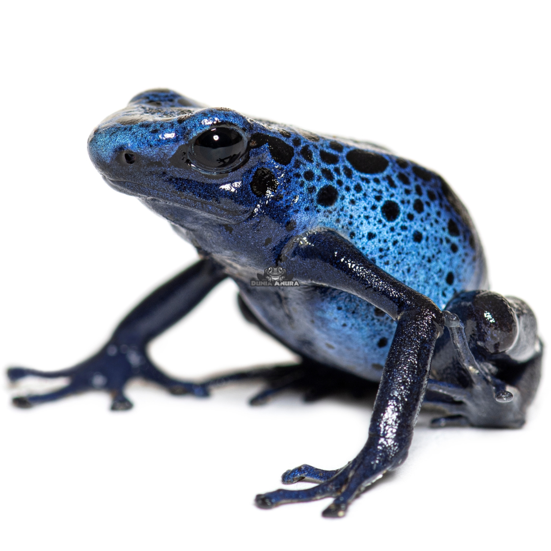 Dendrobates tinctorius azureus