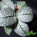 Argostemma Sp Diamond Leaf