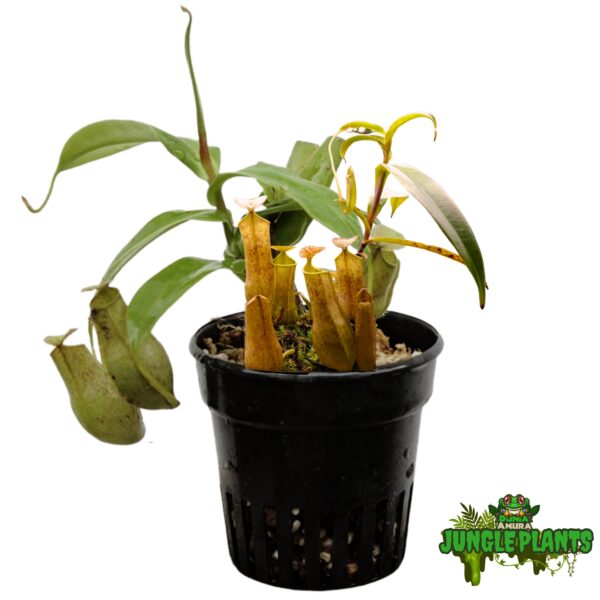 Jual Nepenthes gracilis, tanaman karnivora