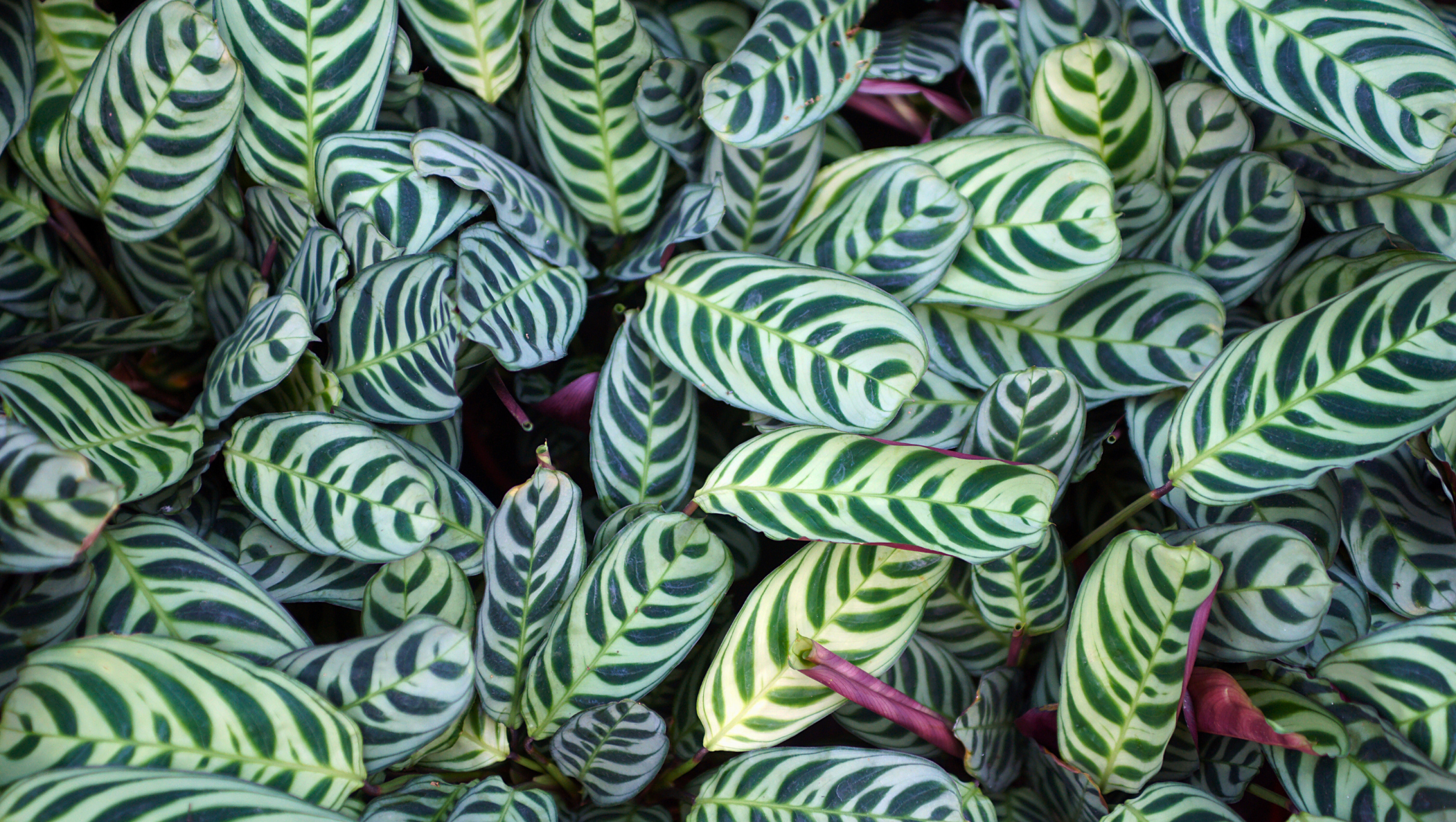 Calathea Burle Marx