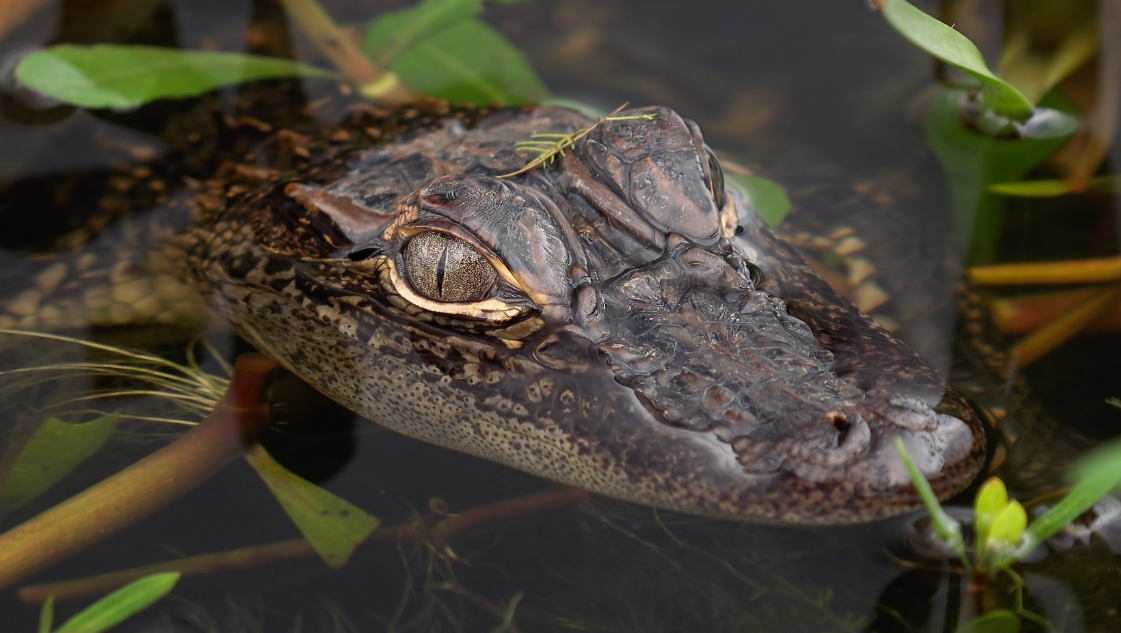 Paleosuchus palpebrosus (Darf caiman) Cuvier