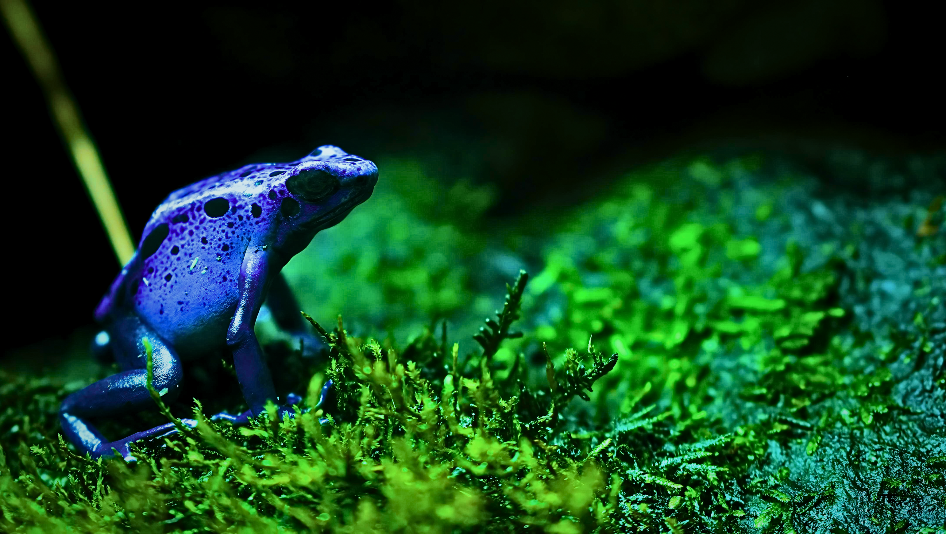 Dendrobates tinctorius azureus