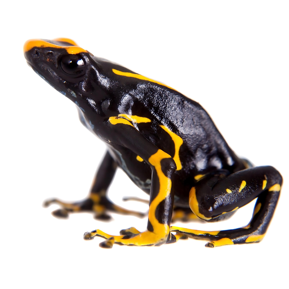 Dendrobates tinctorius alanis