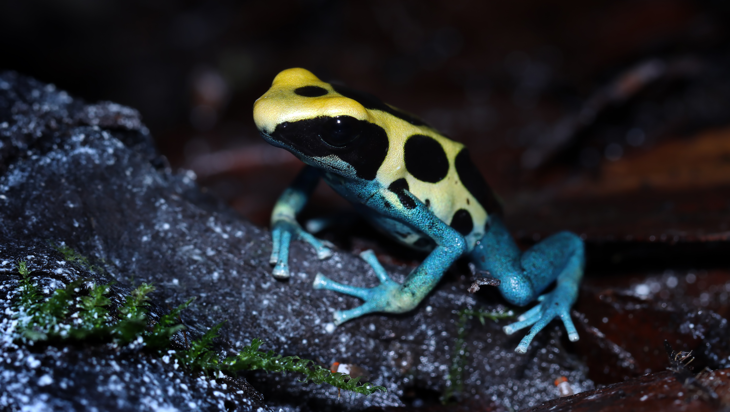 Dendrobates tinctorius patricia