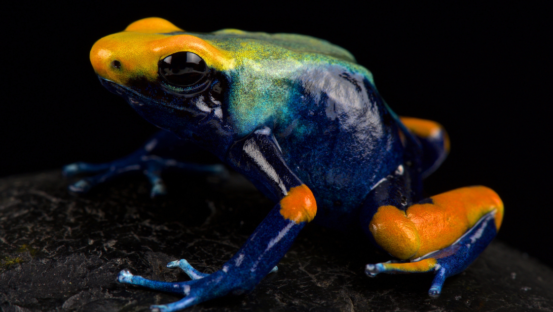 dendrobates tinctorius tumuqumacue