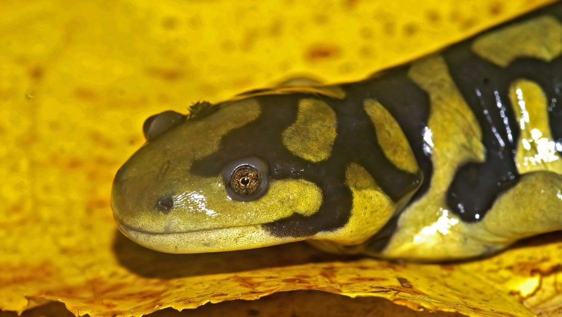 Ambystoma tigrinum