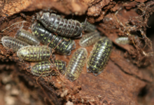 Armadillidium Versicolor