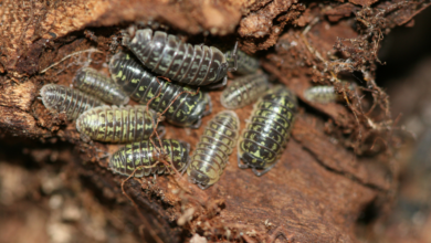 Armadillidium Versicolor