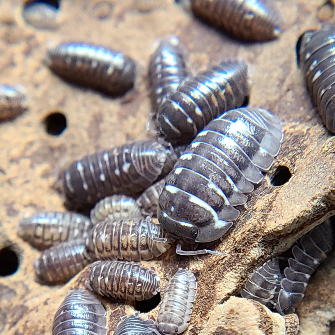 Armadillidium corcyraeum