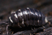 Armadillidium-corcyraeum.