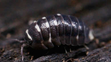 Armadillidium-corcyraeum.