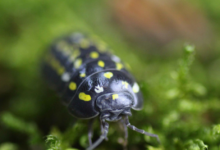 Armadillidium frontetriangulum