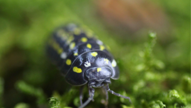 Armadillidium frontetriangulum