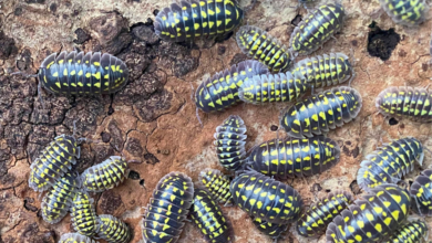 Armadillidium gestroi