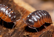 Armadillidium klugii