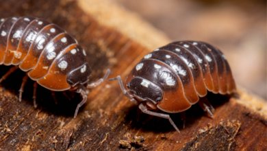 Armadillidium klugii