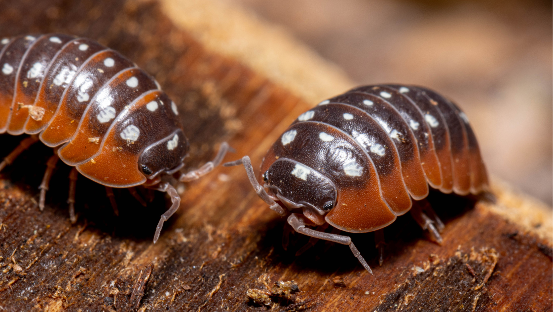 Armadillidium klugii