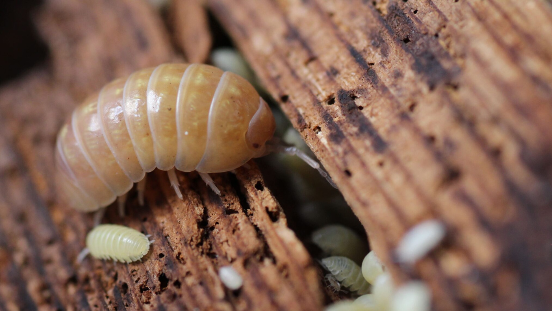 Armadillidium sp. albino