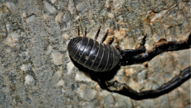 Armadillidium vulgare