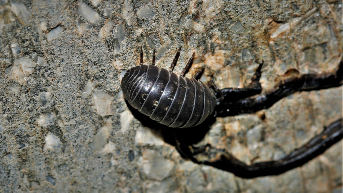 Armadillidium vulgare