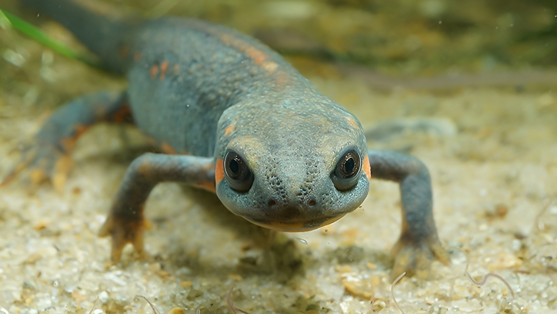 Cynops cyanurus