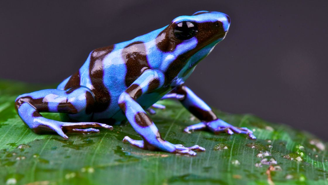 Dendrobates auratus blue