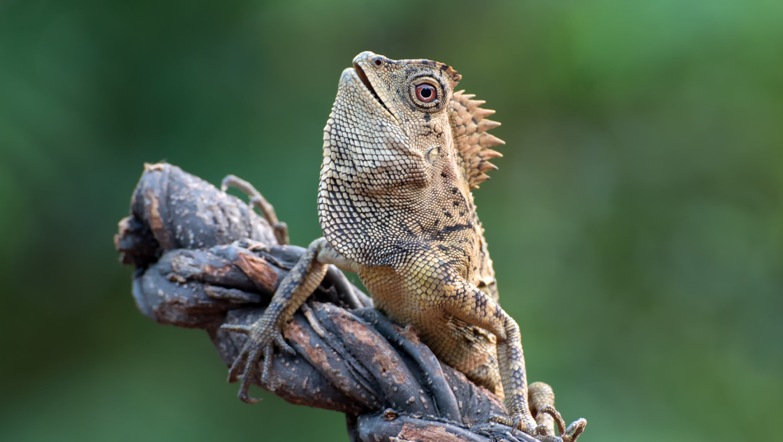 Gonocephalus Chamaeleontinus