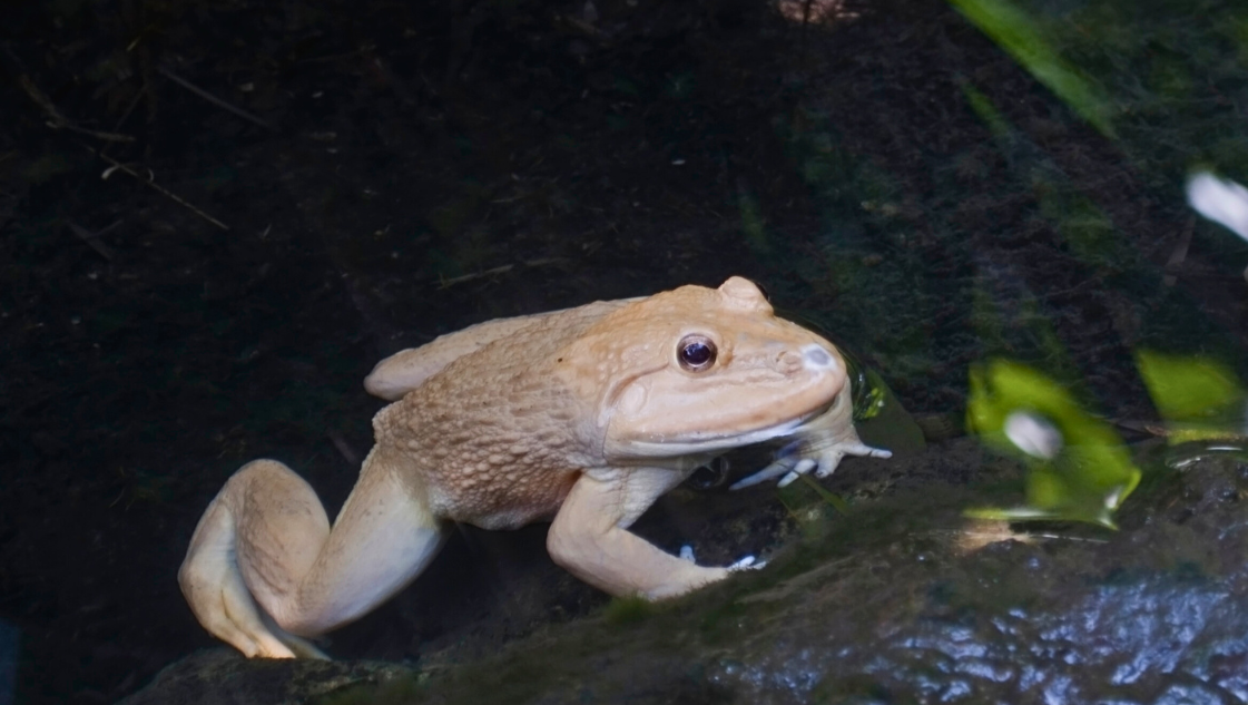 Hoplobatrachus rugulosus Albino