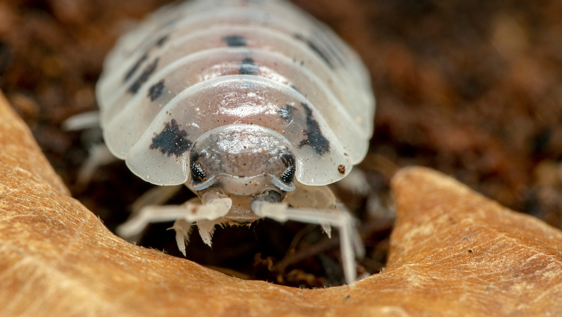 Isopoda Porcellio laevis Dairy Cow