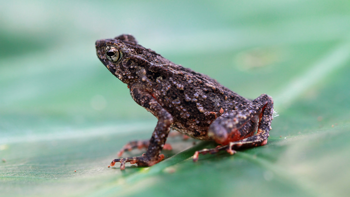 Leptophryne borbonica katak jam pasir