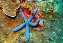 bintang laut biru - Linckia laevigata