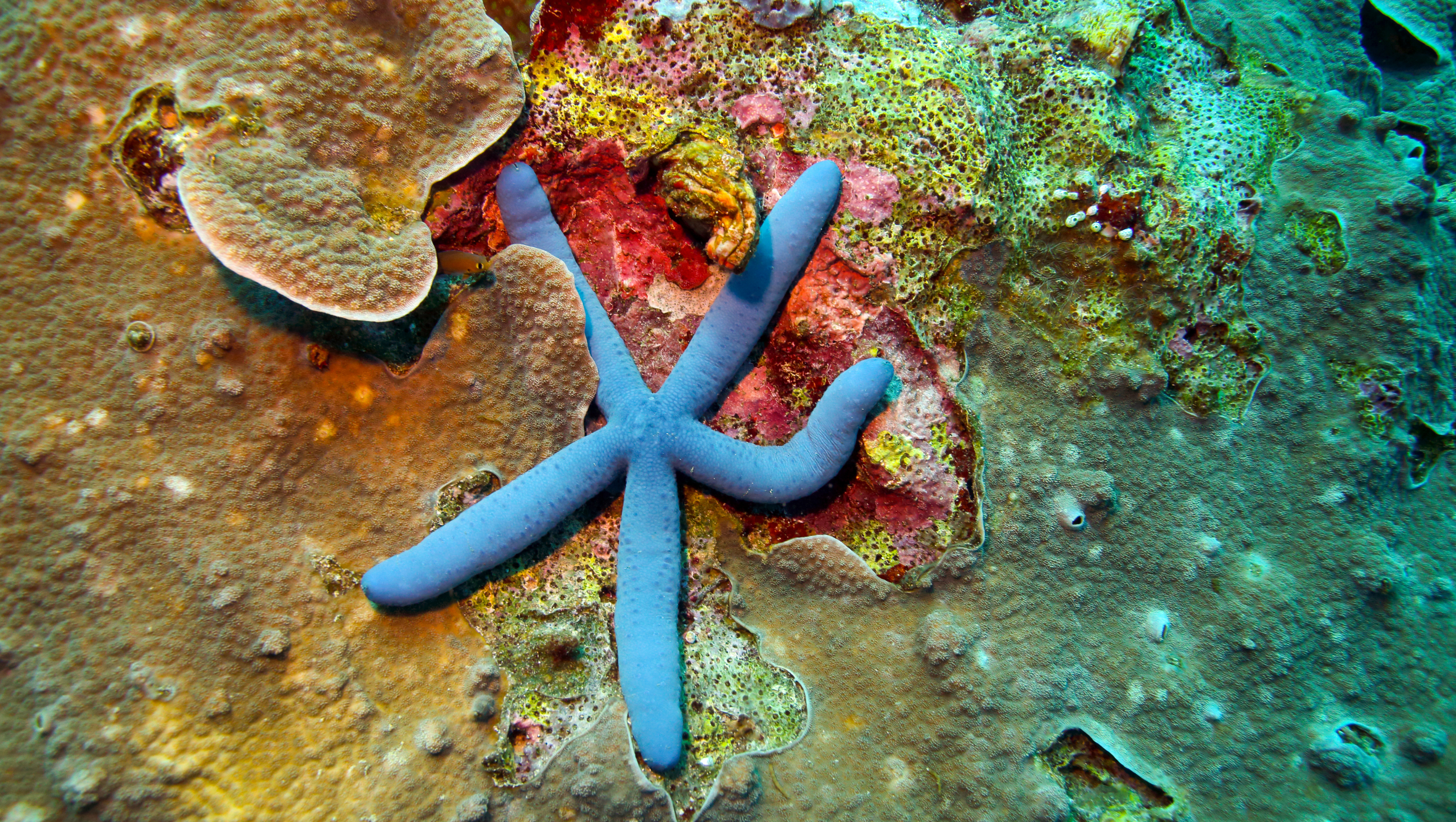 bintang laut biru - Linckia laevigata