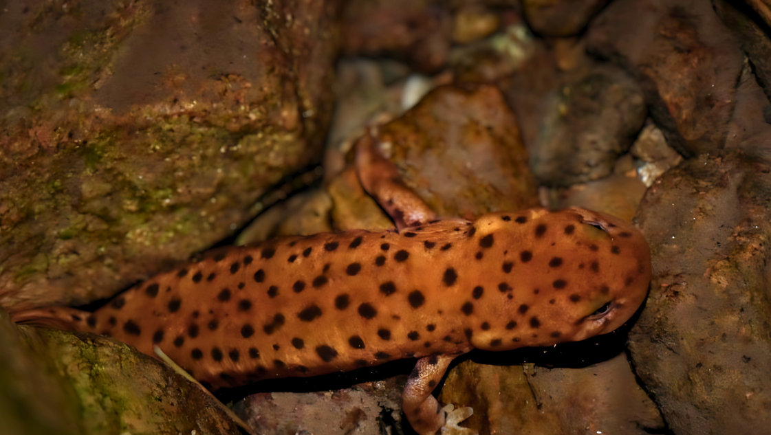 Pachytriton brevipes