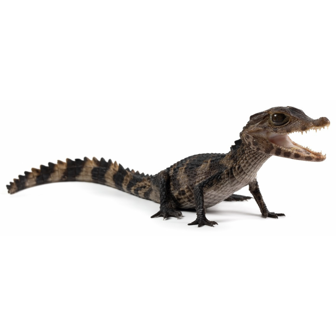 Paleosuchus palpebrosus (Darf caiman) Cuvier