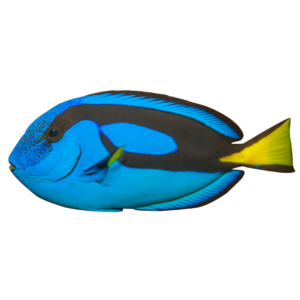  Paracanthurus hepatus