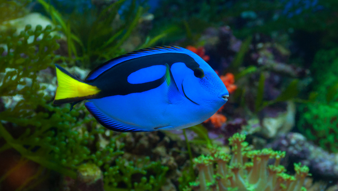 Paracanthurus hepatus