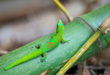 Phelsuma grandis