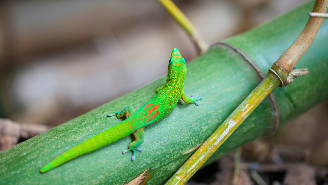 Phelsuma grandis