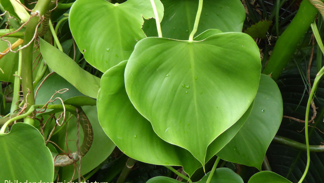 Philodendron Sp