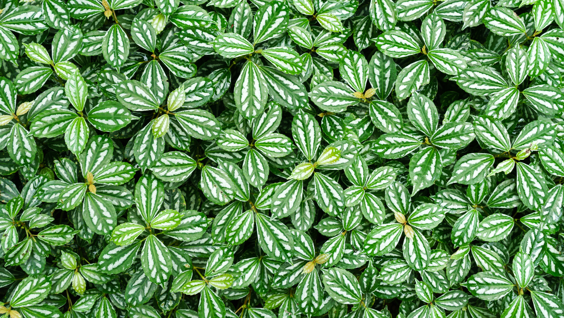 Pilea Cadierei