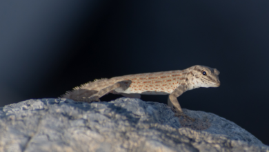 Pristurus carteri