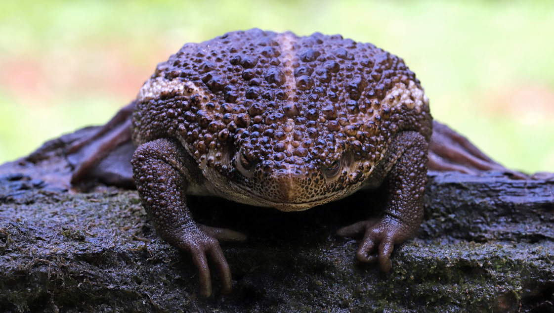 Pseudobufo subasper